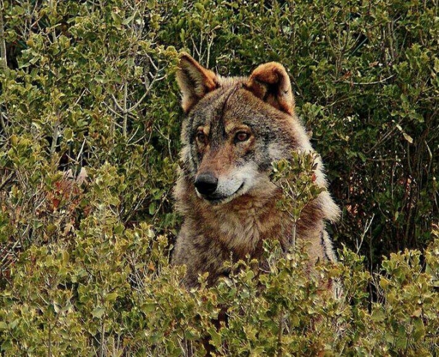Lobo en el bosque
